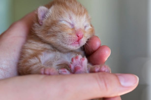 New+born+kitten